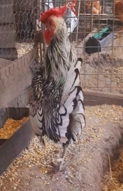 Macho sebright prata adulto