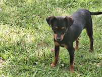 Cão Pincher em Ançã
