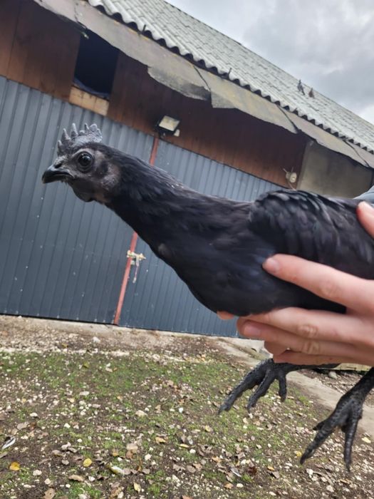 Kogut ayam cemani