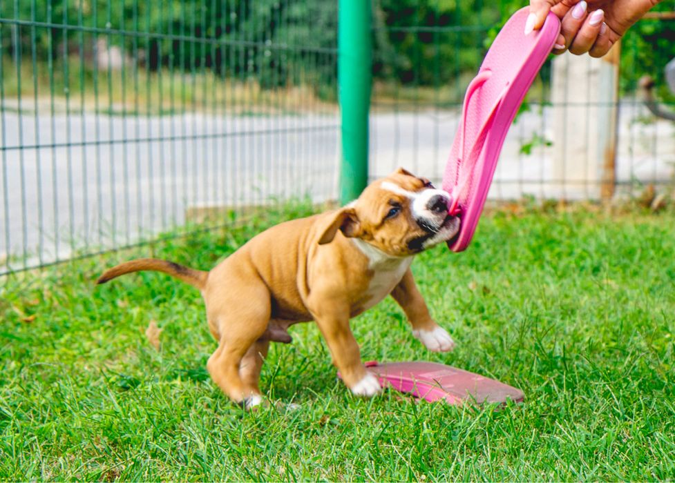 Щенки амстафф, с хоршими данными, документные