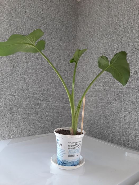 Кали домашні квіти продам