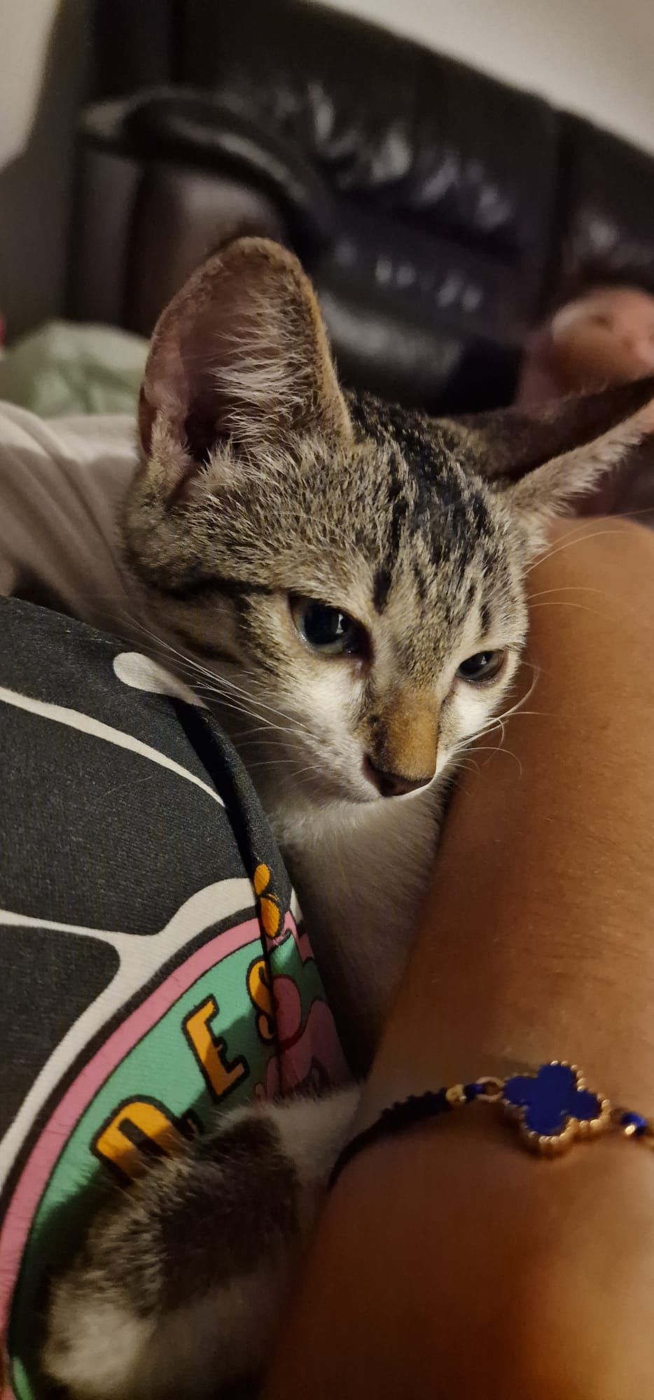 2 gatinhas lindas para adotar