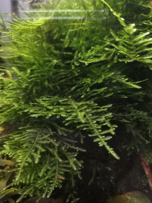 Mech Christmas moss