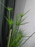 Cyperus Haspan papirus