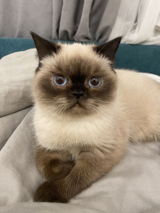 Британське кошеня