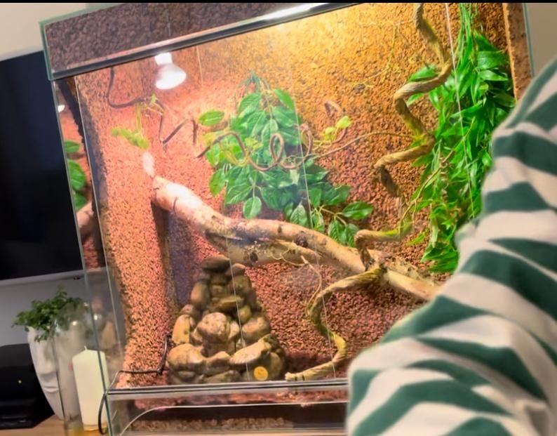 Terrarium dla kameleona i nie tylko
