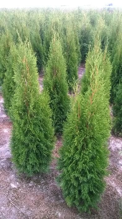 Thuja Tuja SMARAGD 140cm. 30zł/szt RABATY !!! PROMOCJA
