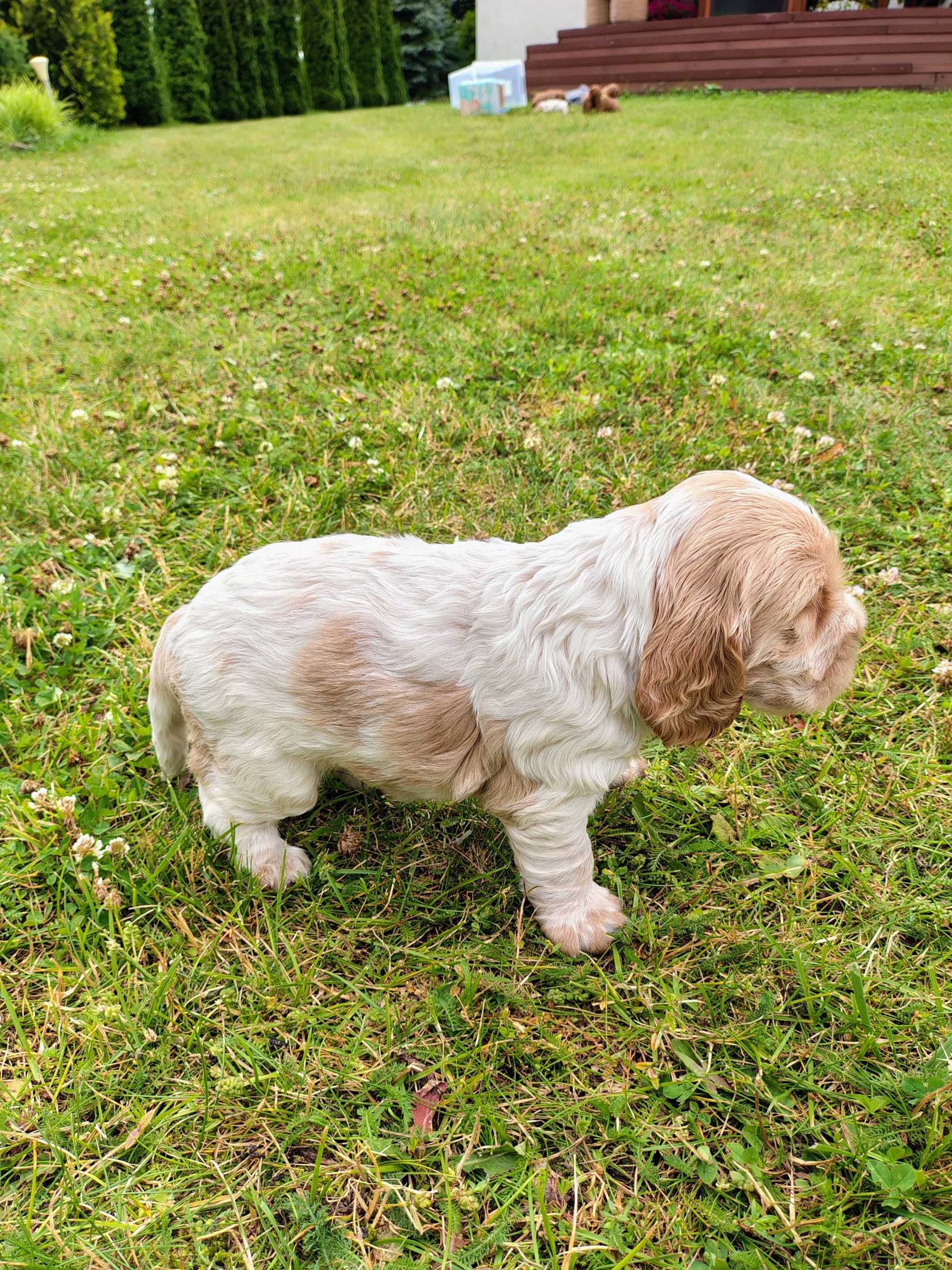 Cocker Spaniel Angielski Roan Orange piesek
