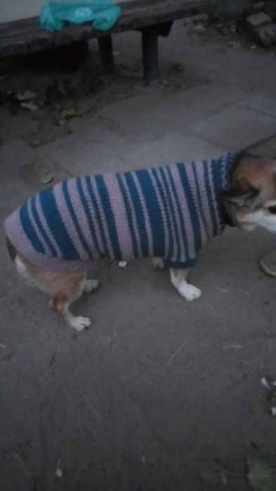 Одежда для собачек свяжу на заказ.