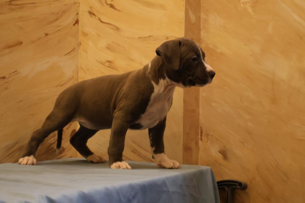 Цуценята від Чемпіонів.  Можно забирати .є доставка