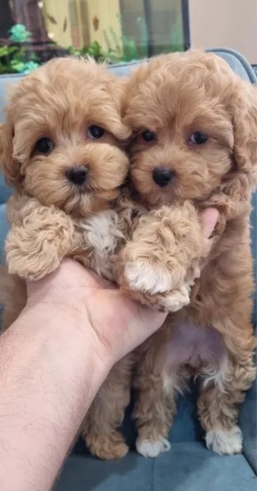 Мальтипу міні з документами - найкращий подарунок! Мини Maltipoo f1