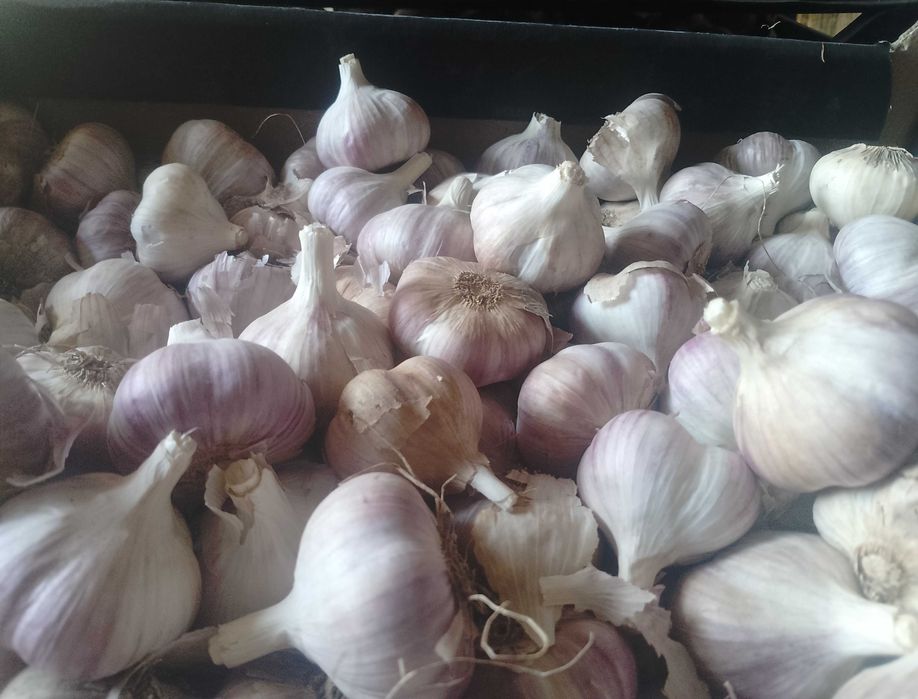 Любаша часник зимовий 2 репродукція