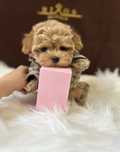 Jedyny Taki Piekny Chłopczyk Maltipoo Tadzio