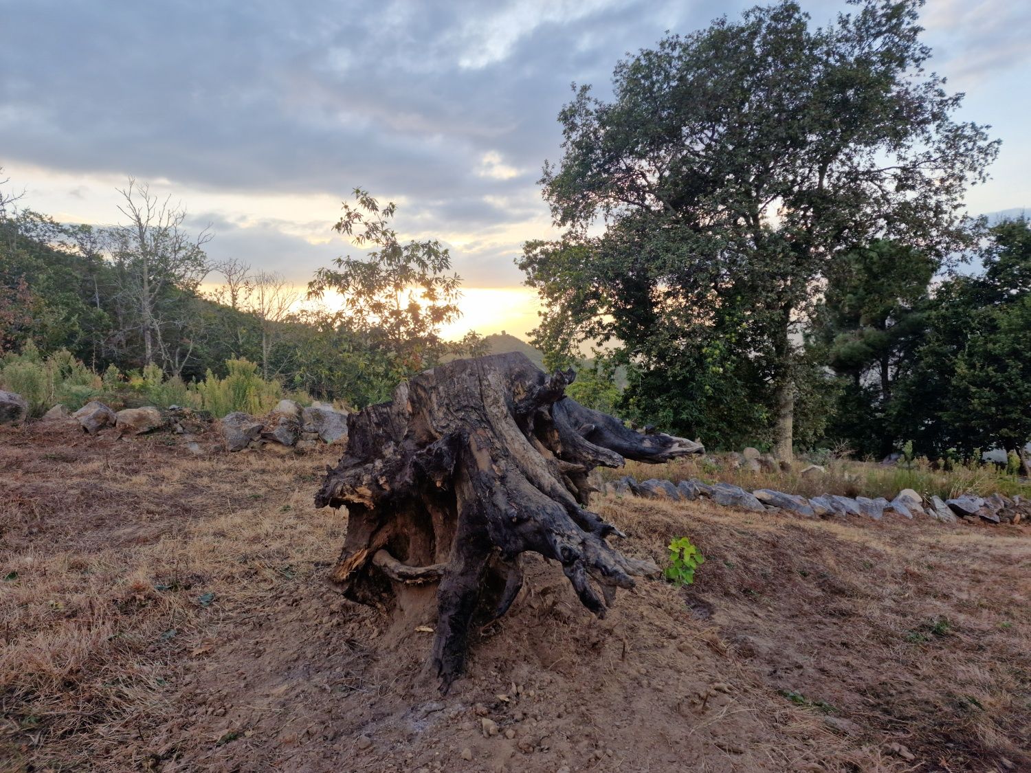 Raiz de castanheiro para arte ou decoração