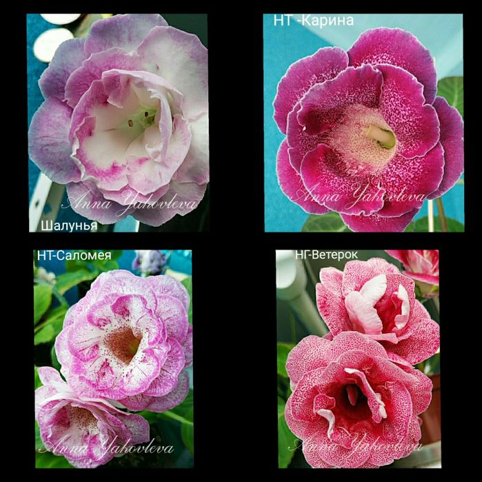 Глоксинии сортовые, клубни