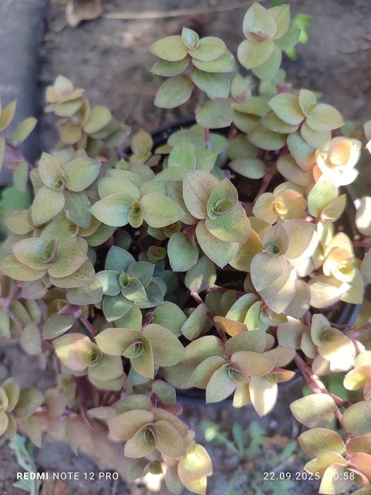 Традесканція розпродаж залишків