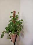 Vendo planta pothos
