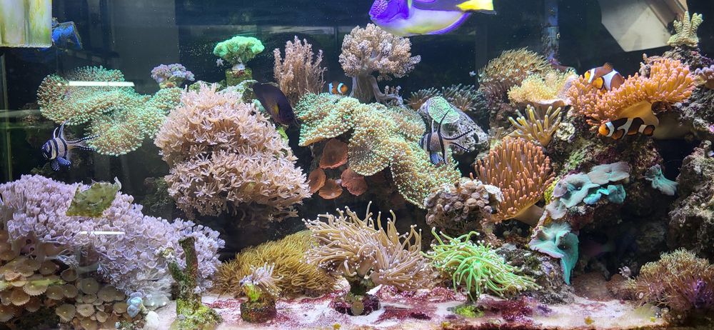 Akwarium morskie 100x40x40 z szafką w kolorze czarnym