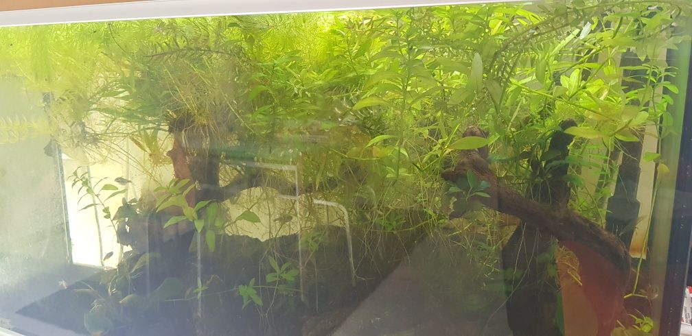 Pack de 15 pés plantas aquário, de fácil manutenção