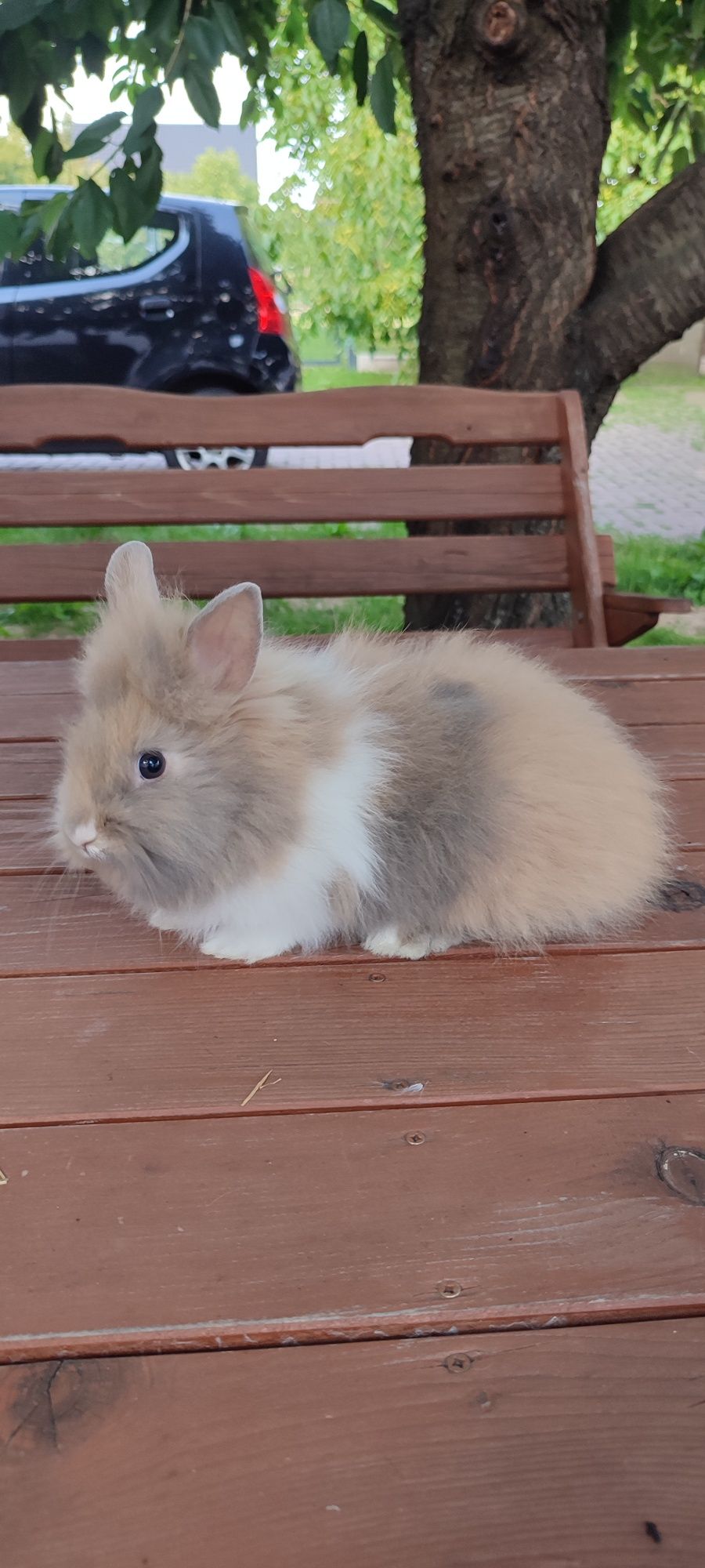 Króliczki Miniaturki