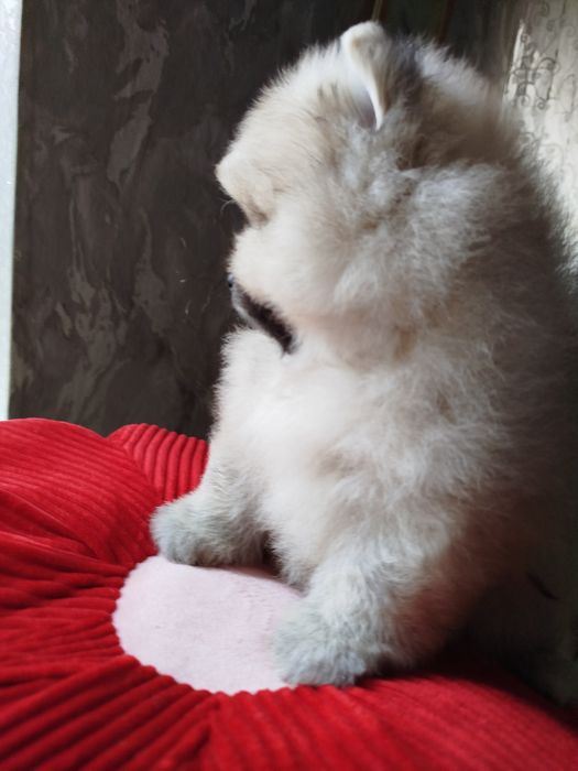 Мальчишка померанский шпиц