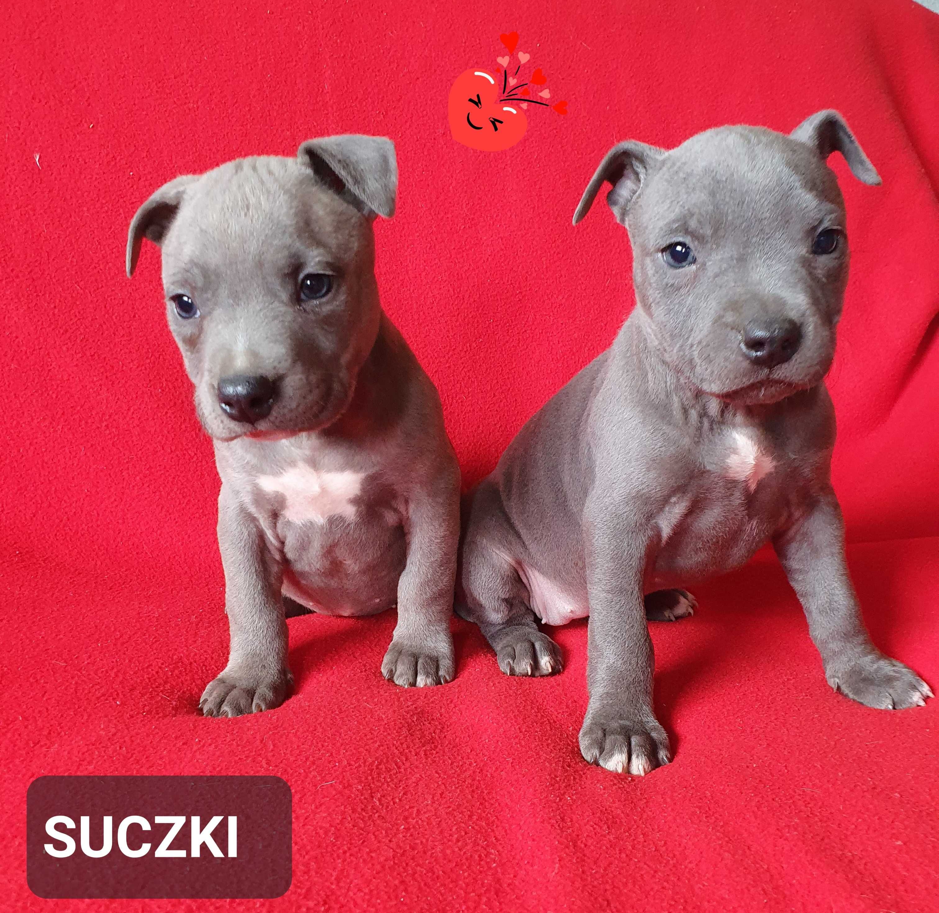 American Staffordshire Terrier Amstaff-SUCZKA