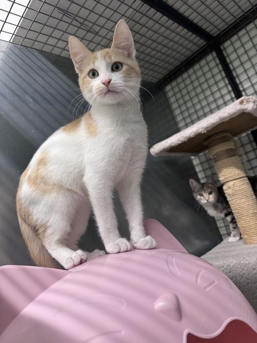 Gatinhos para adoção