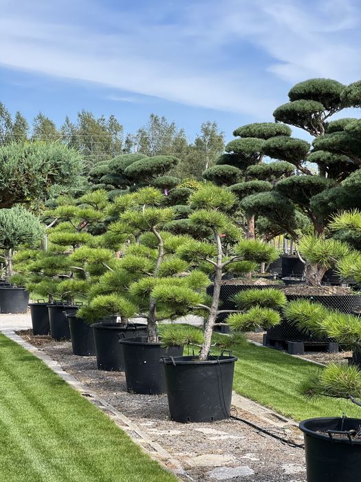 Bonsai sosna niwaki duże drzewa wiele gatunków BONSAI PARK