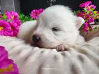 Samoyed FCI/ZKwP - suczka