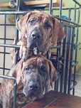 Szczeniak presa Canario