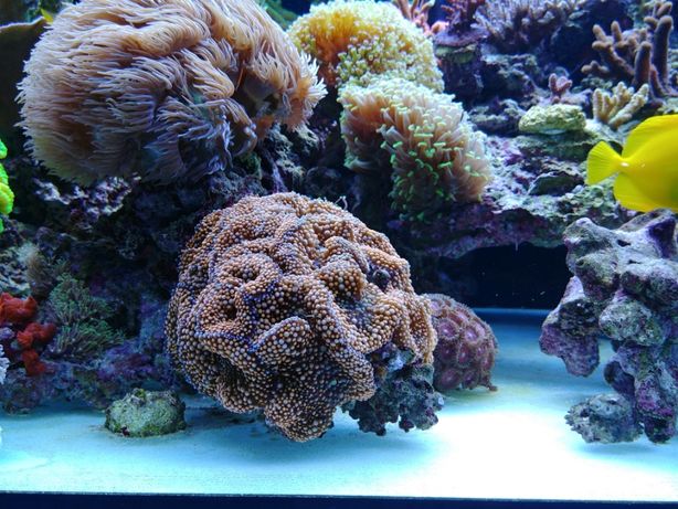 Ricordea florida pomarańczowa 1 polip -akwaria morskie koralowce