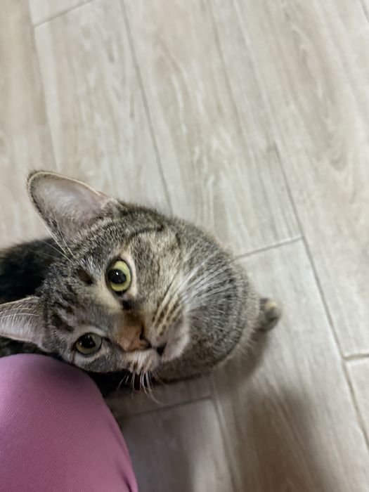 Безкоштовно в добрі руки