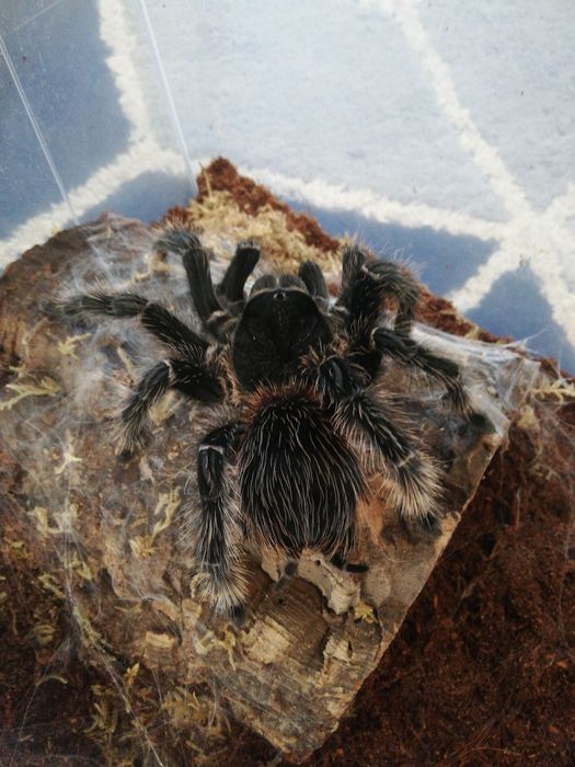 Ptasznik Lasiodora parahybana