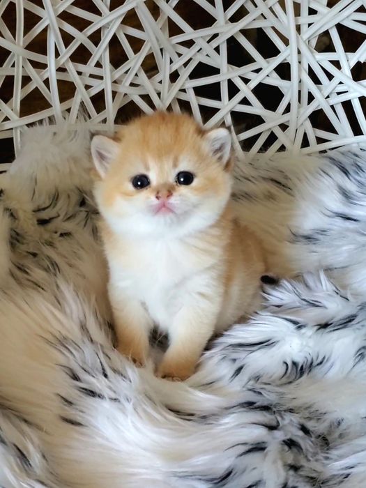 Ручные милые малыши, котята золотая шиншилла.