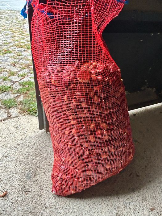 Castanhas da casta