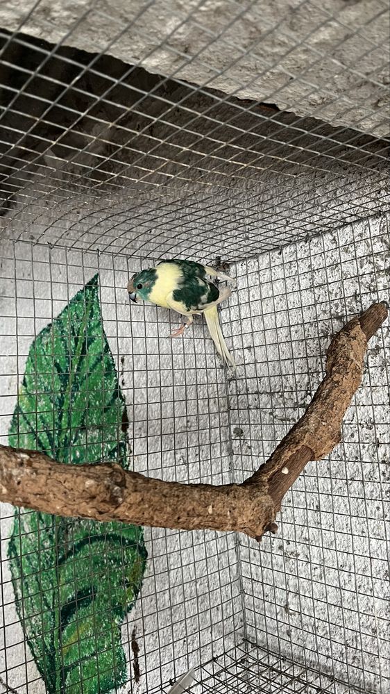 Caturras e kakariquis