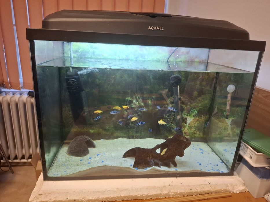 Akwarium 72 litry z pokrywa z oświetleniem dzień, noc