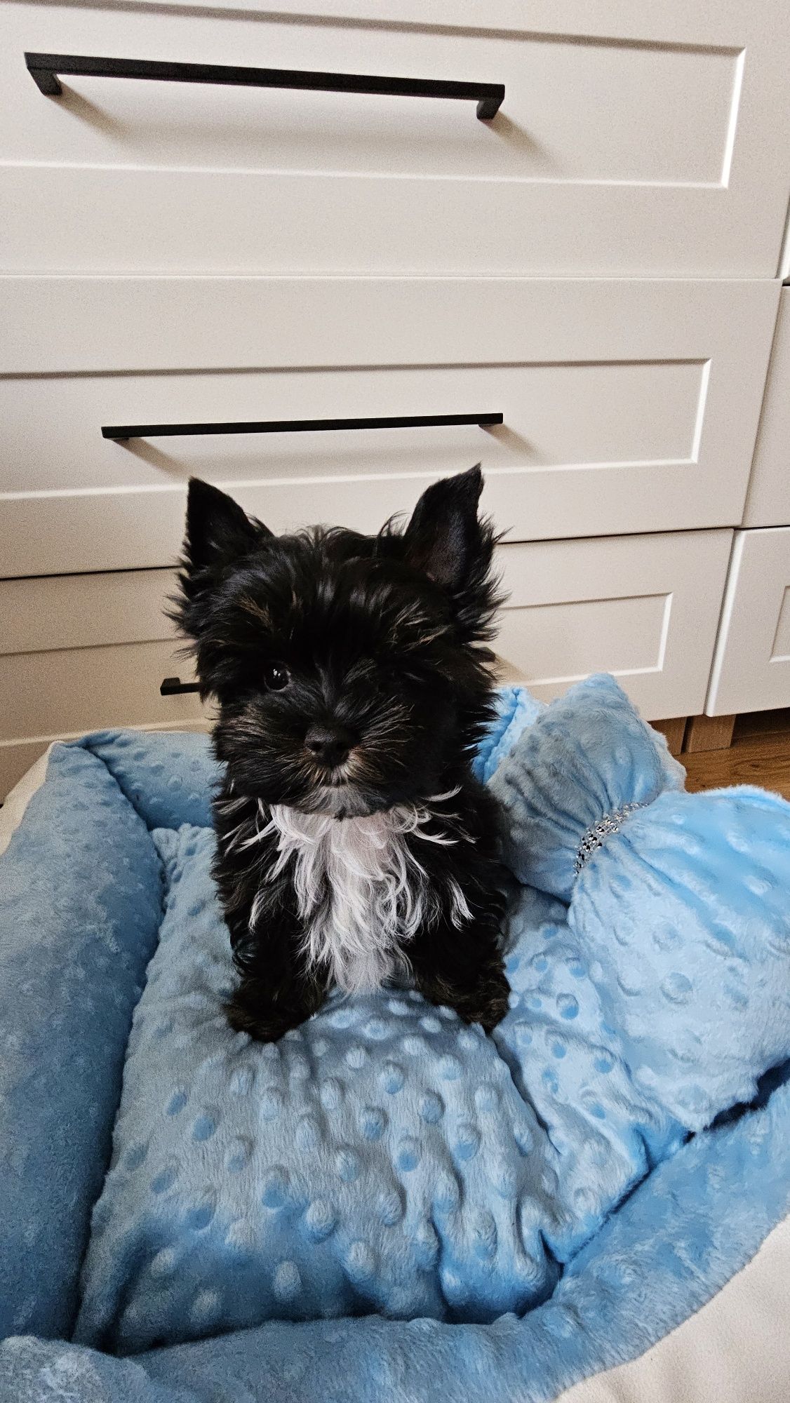 York piesek Yorkshire terrier