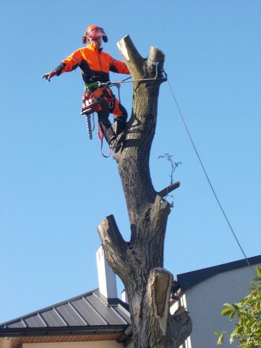 Cięcie przycinanie wycinka drzew Pabianice Łódź Aleksandrów Ksawerów