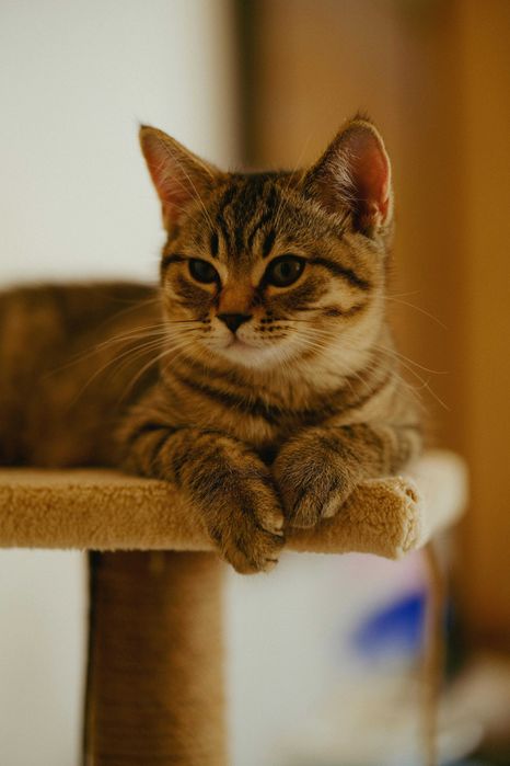 Serviço de PET siiting