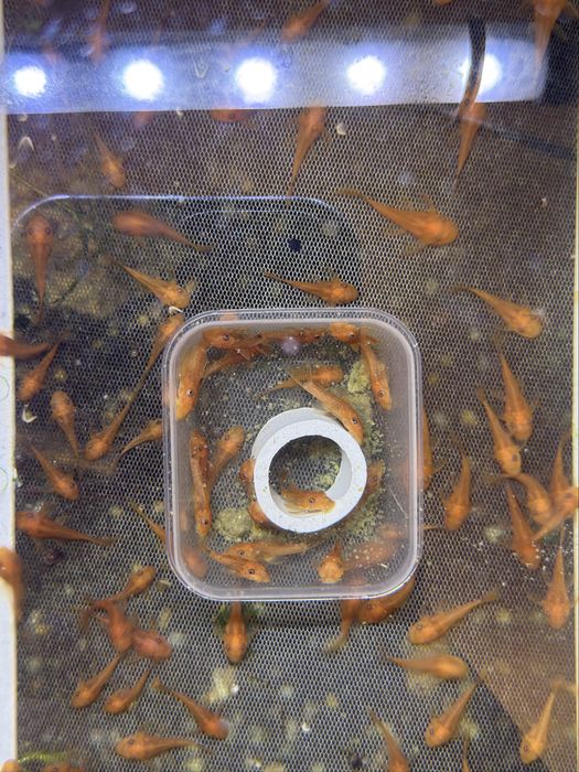 Ancistrus full red