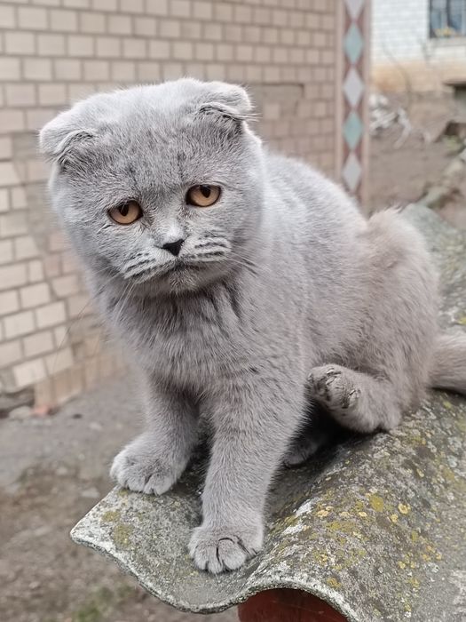 Продам шотландських котів та кішок. Свої.