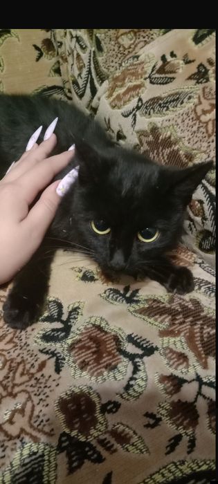 Котенок Мира бесплатно. Кошка. Котята даром. Кошечка.