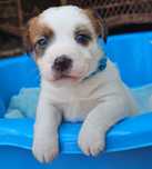 Jack Russell Terrier FCI ZKwP piesek suczka po championach badania