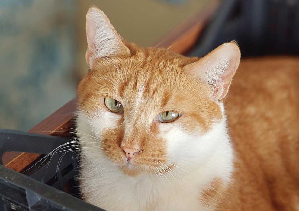 Яскраве сонечко, рудий кіт Оранж, 1,5р. (кот, котенок, рижий)