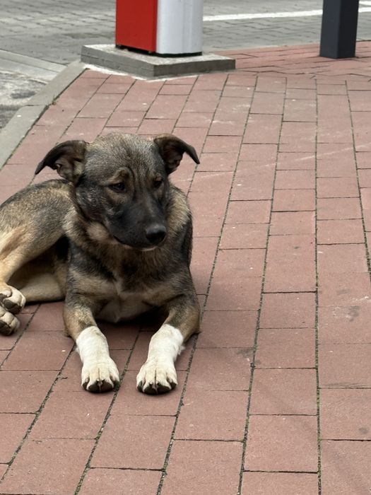 Лапа шукає дім цуценя щенок собаксука в добрі руки самка стерилізована
