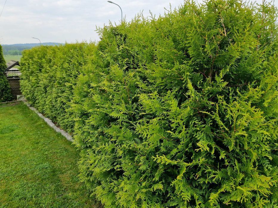 TUJA Thuja BRABANT Piękne drzewko na żywopłot wys. 170-190 cm Sadzenie