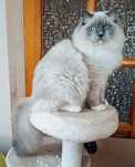 Ragdoll kocur hodowlano wystawowy poleca hodowla SilentWater*PL