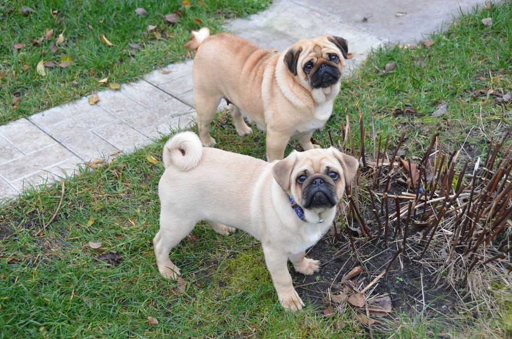 Цуцик 4.5 міс неймовірного коліру