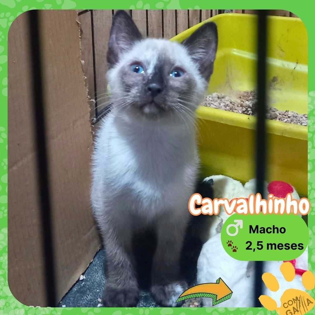 Gatinhos para adoção